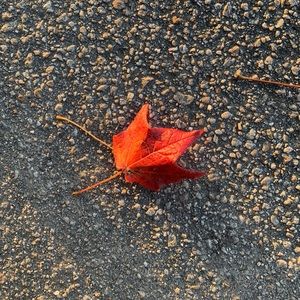 Meet your Posher, Cataleya